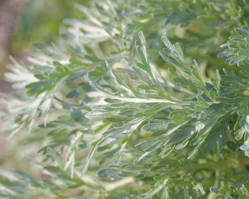 coastal plant artemisia