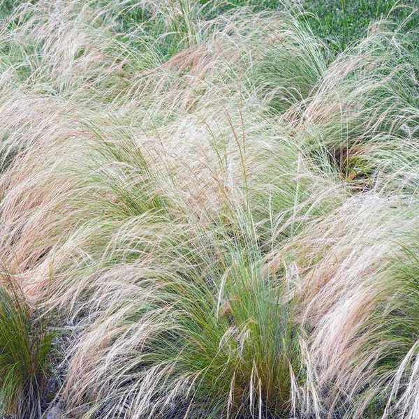 Mexican feather grass