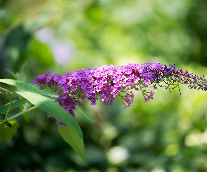 buddleja flower