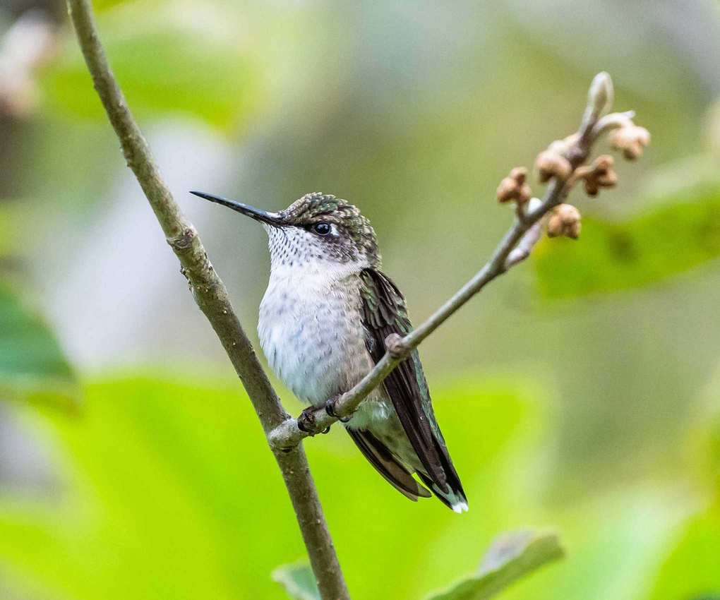 hummingbird perching on branch