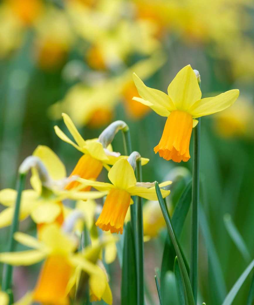 Narcissi Jetfire