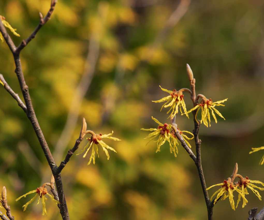 Flower of hamamelis intermedia in early spring.