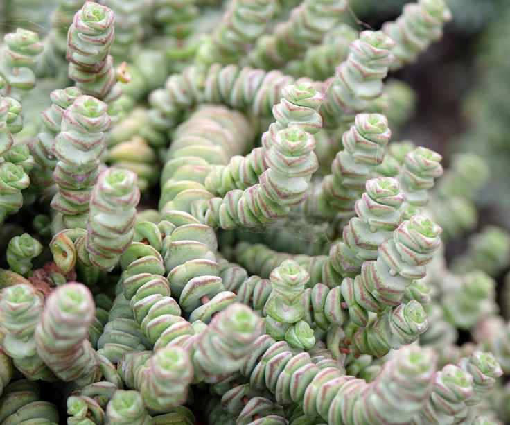 Jade necklace / crassula hottentot