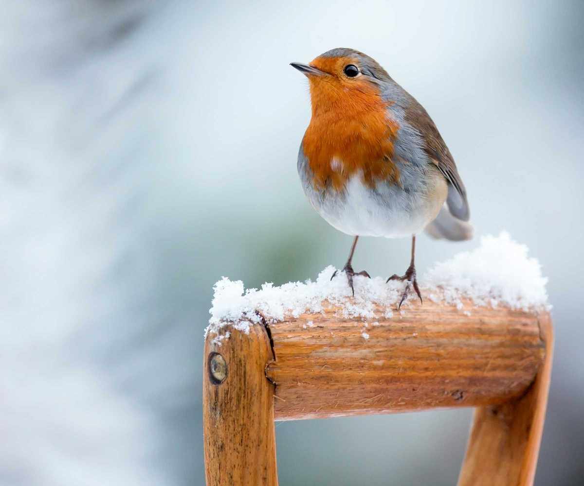 robin on spade handle