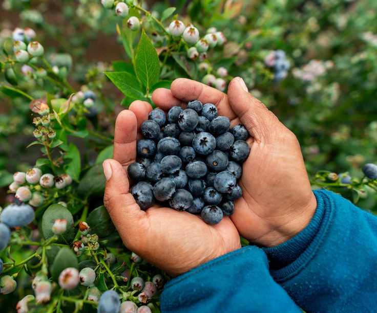 Blueberry harvest