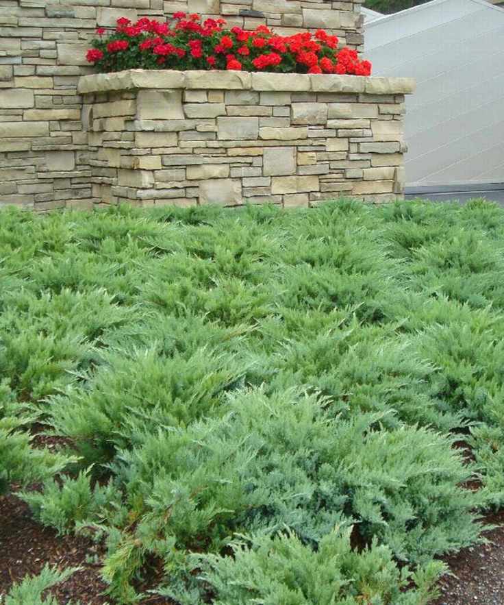 Juniper Moor-Dense ground cover plant