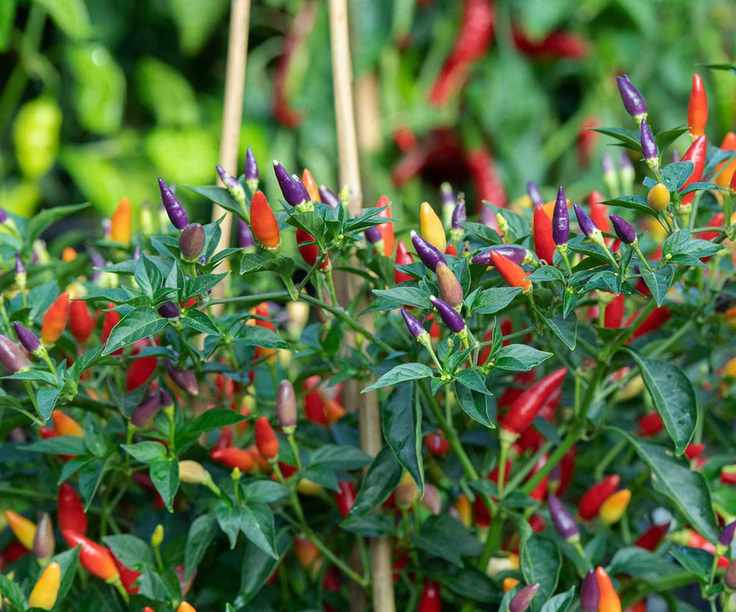 Capsicum annuum 'NuMex twilight'
