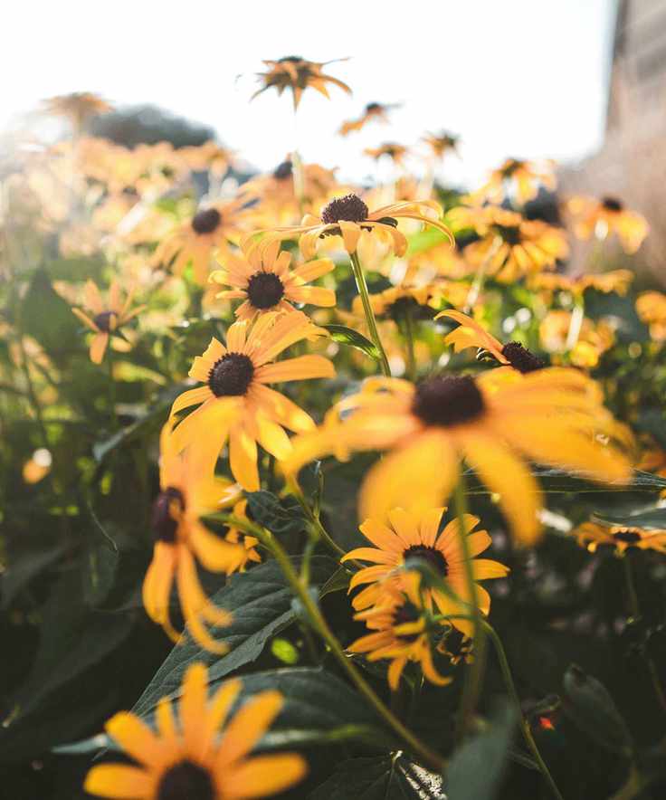 black eyed Susans