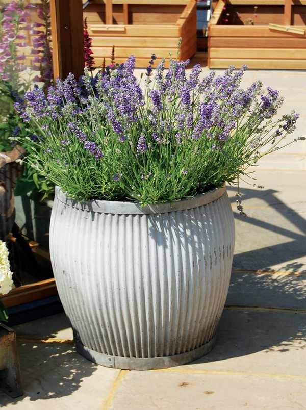 lavender in dolly tub