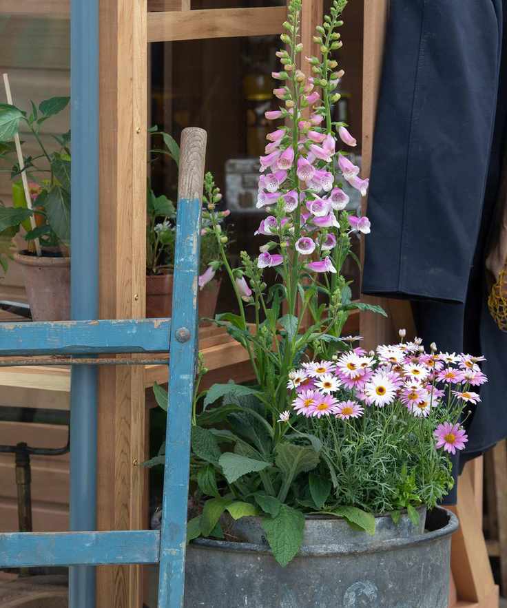 foxgloves growing in a metal container outside a greenhouse