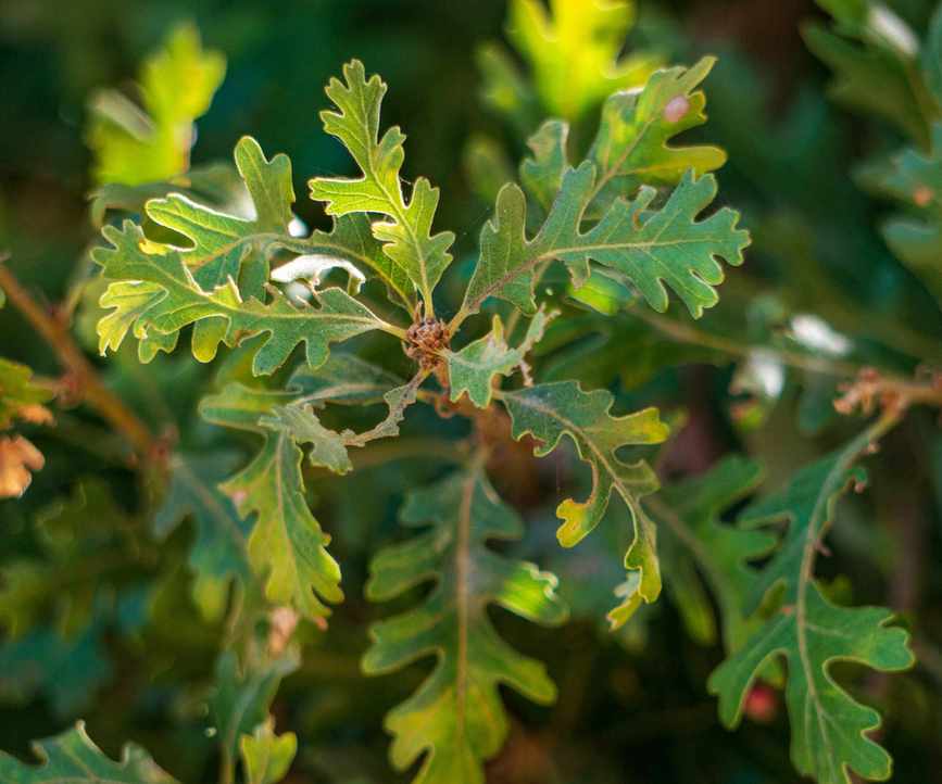 Valley Oak tree