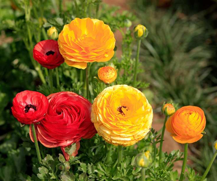 red, yellow and orange ranunculus flowers