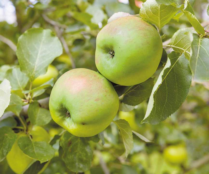 Bramley apples on the tree