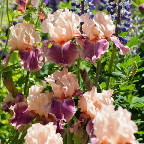 Cherry Blossom Bearded Iris