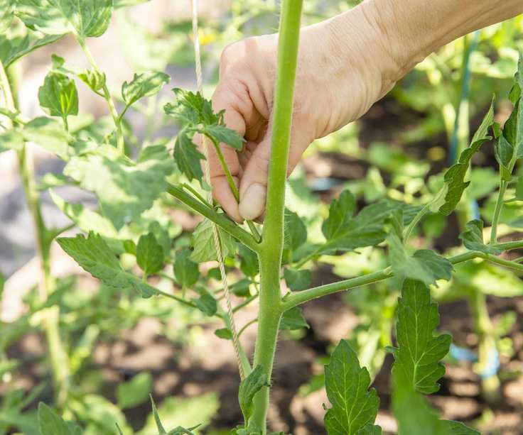 A pair of fingers pinching out the side-shoots of a tomato plant