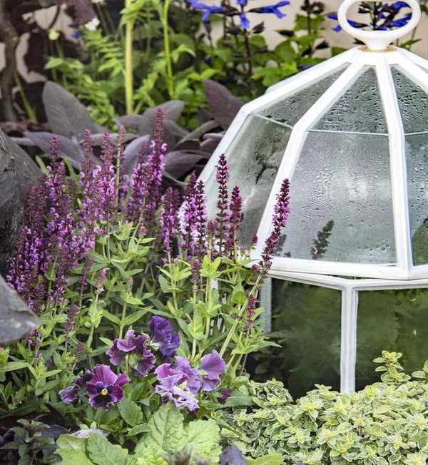 Pink salvia flowers alongside pansies and violas in a pot, growing alongside a cloche