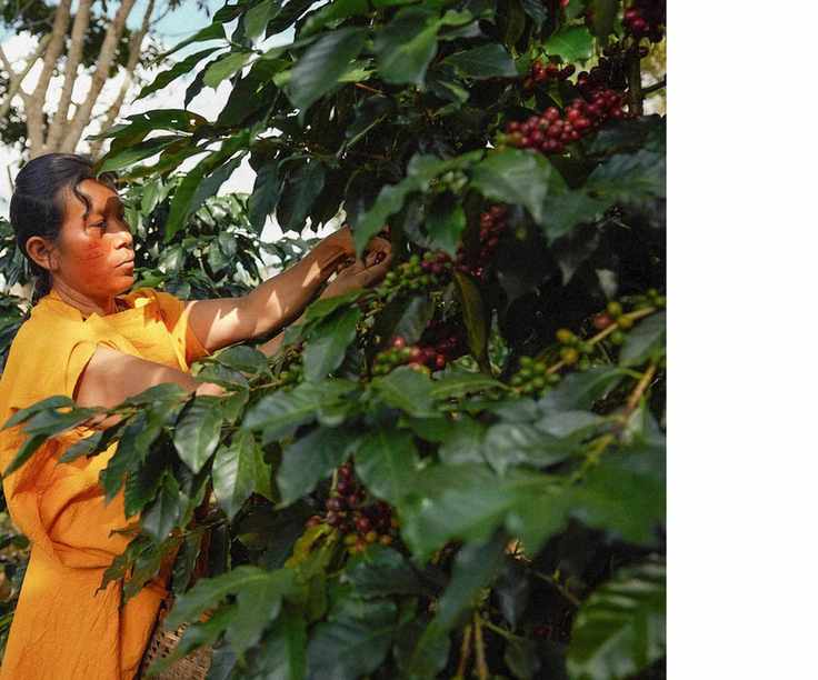 A coffee bean farmer picking beans from green plants