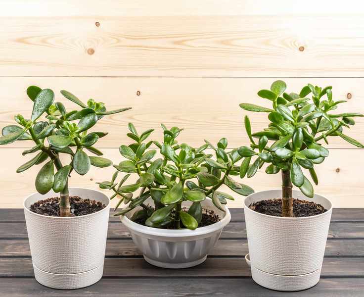 Plants to avoid in the bathroom