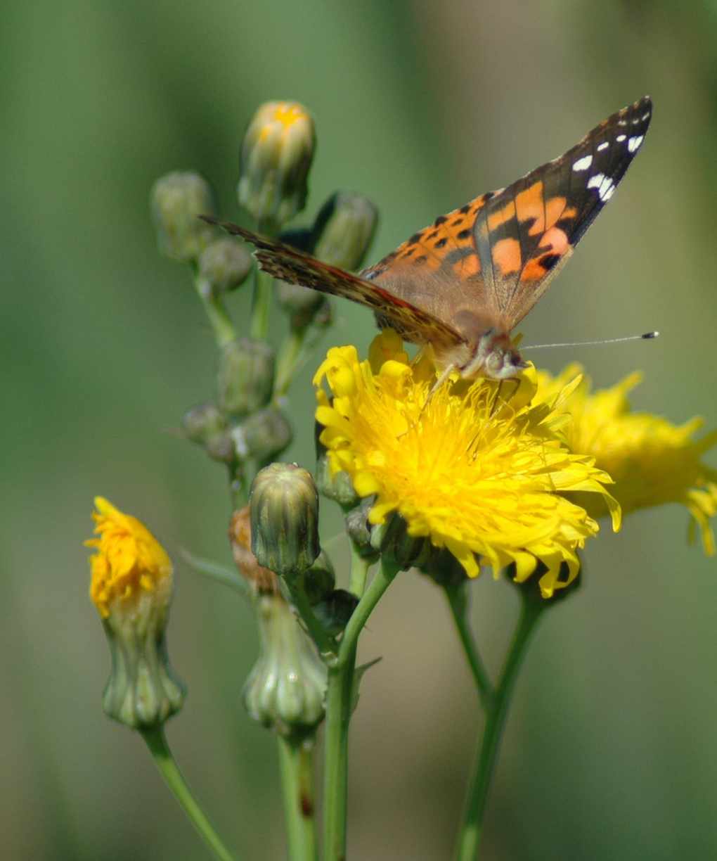 Butterfly on dandelion