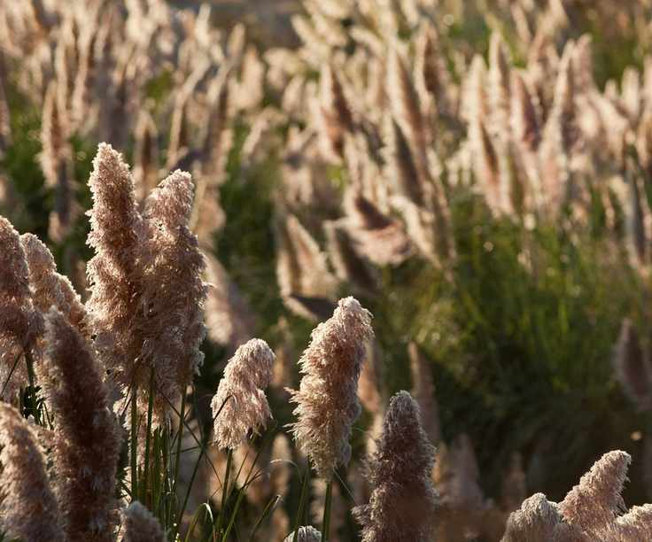 Pampas grass in sunlight
