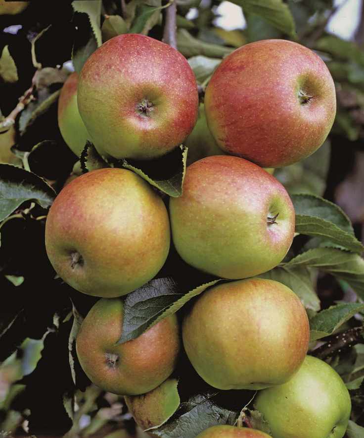 Ripe green and red apples growing on a tree