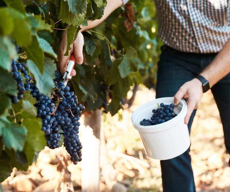 Harvesting muscadine grapes off the vine