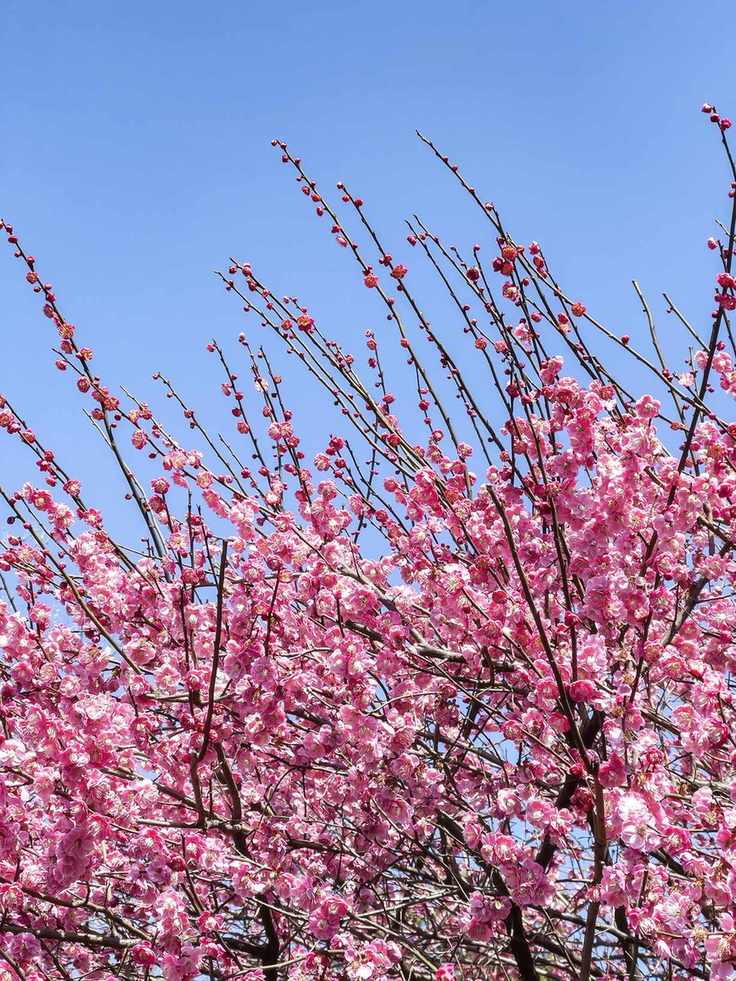 Plum tree blossom against the sky
