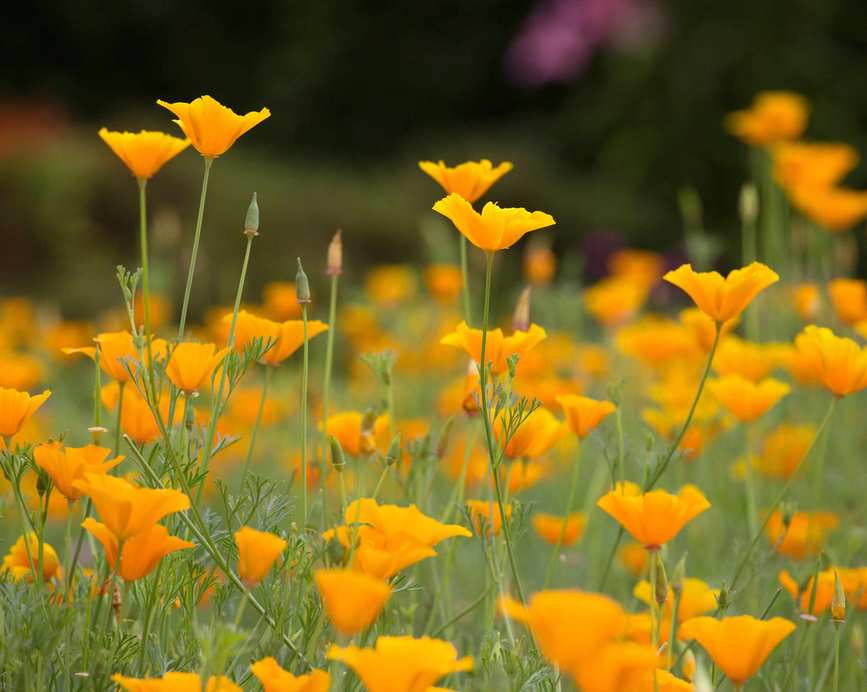 a mass of orange californian poppies