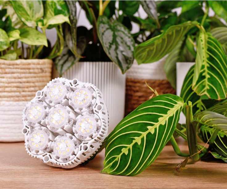 Grow lights for houseplants