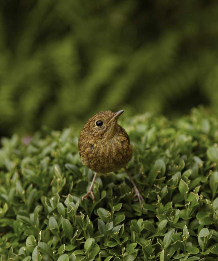 What not to feed wild birds: Expert bird feeding mistakes, brown bird in a garden