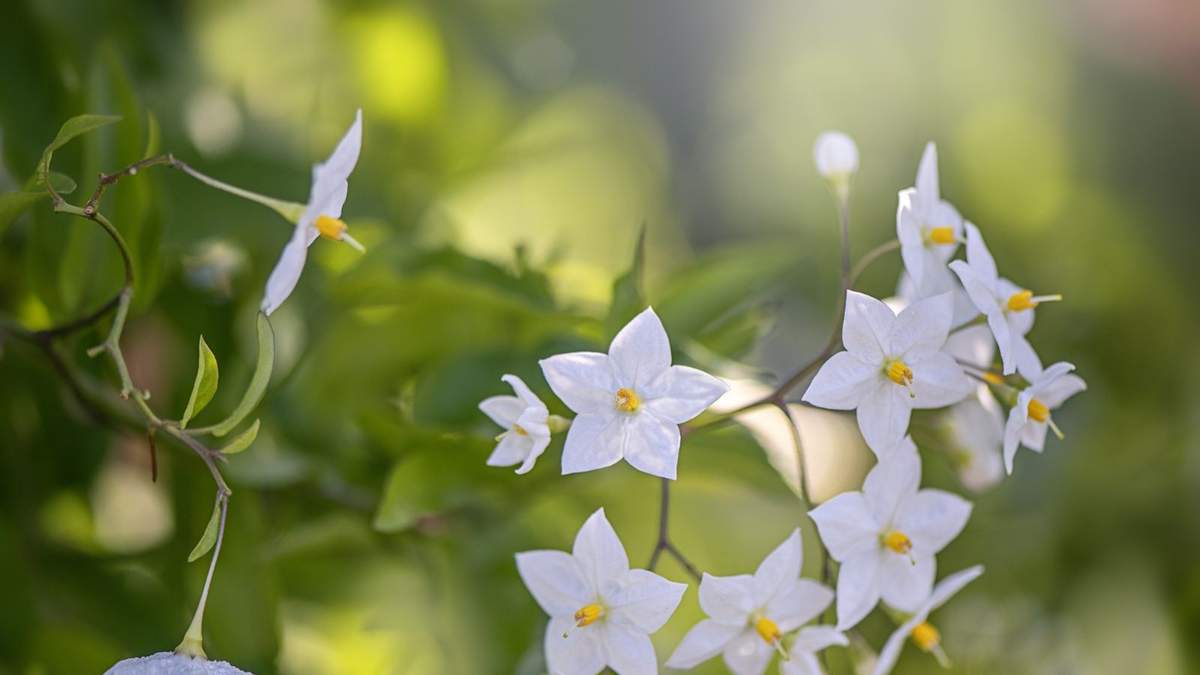 10 Stunning Evergreen Climbers for Year-Round Greenery in Your Yard