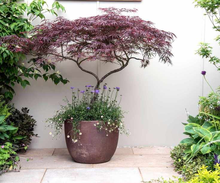 acer (Japanese maple) planted in pot with mexican fleabane and mauve scabiosa