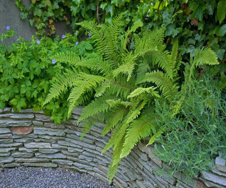 Soft shield fern