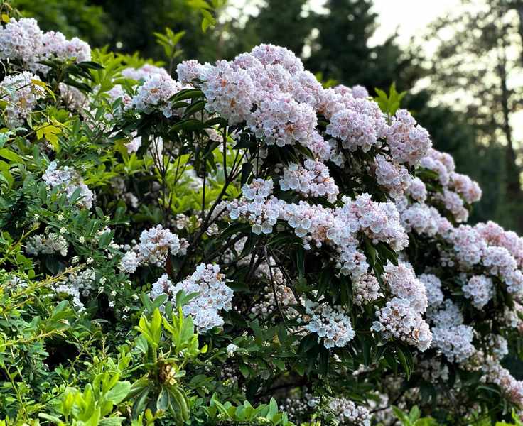 flowers on mountain laurel, Kalmia latifolia