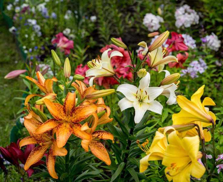 orange, yellow and white lilies planted among spring bulbs in a garden
