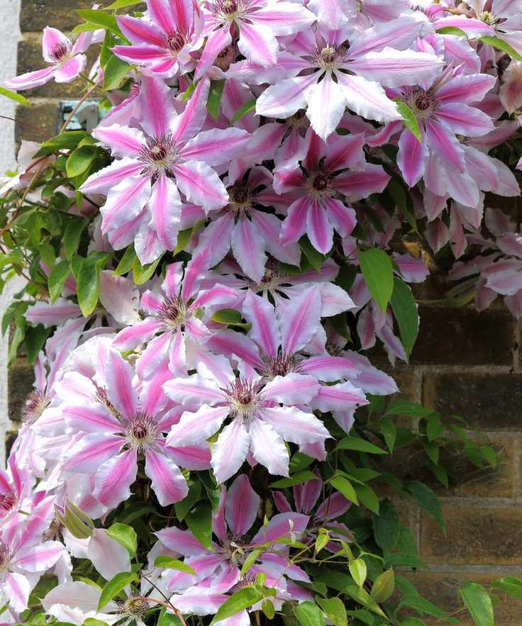 Clematis 'Nelly Moser'