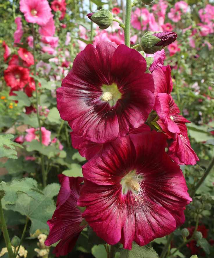 red hollyhocks