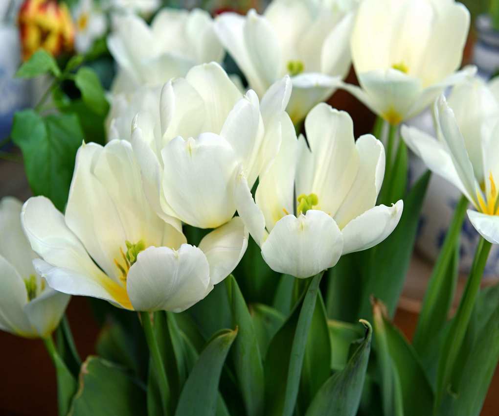Tulip Fosteriana Purissma