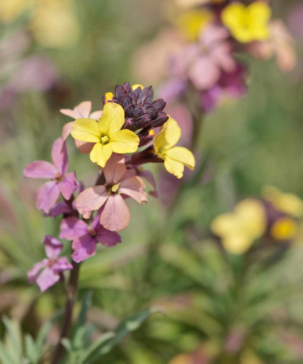 Wallflowers