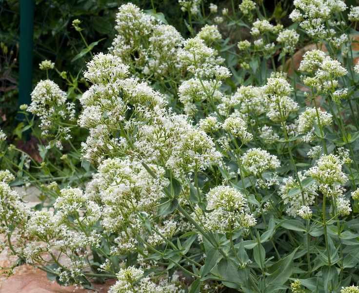 Spornblume, Centranthus, ruber, alba, Albus,