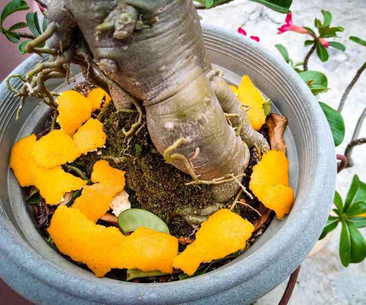Orange peels on plants