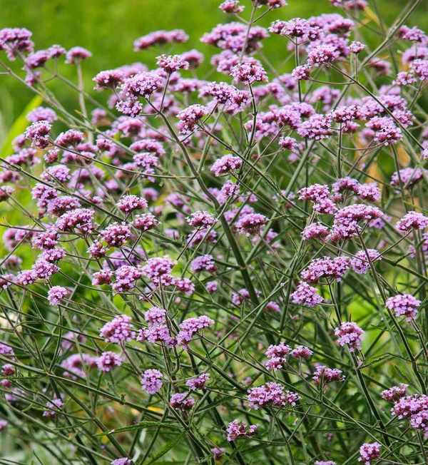 Verbena bonariensis 'Lollipop'