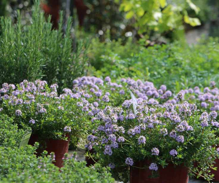 Mediterranean herb garden