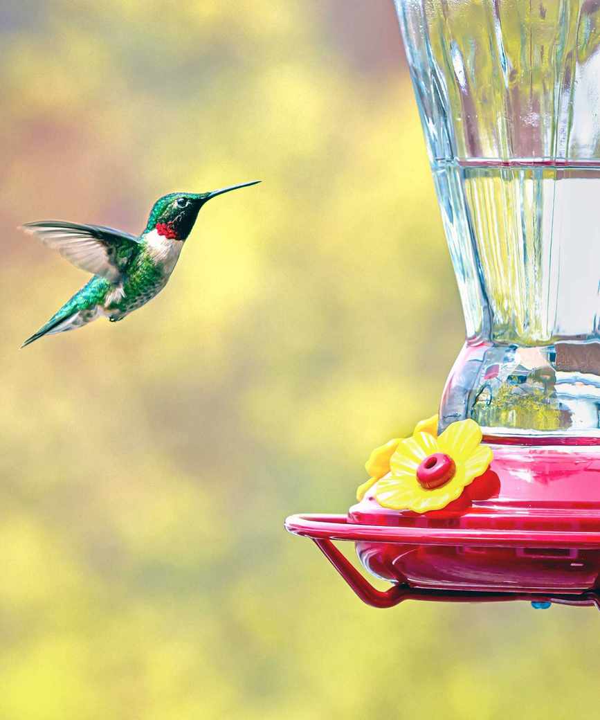 Hummingbird at a feeder