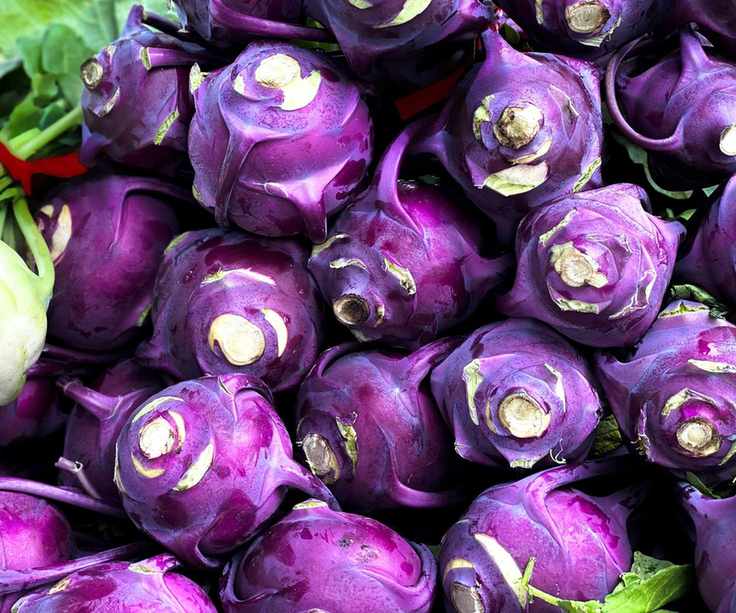 kohlrabi purple bulbs at harvest with stalks removed