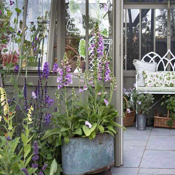 Foxgloves in vintage copper container outside a summer house