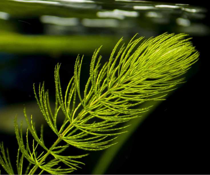 Oxygenating pond plants