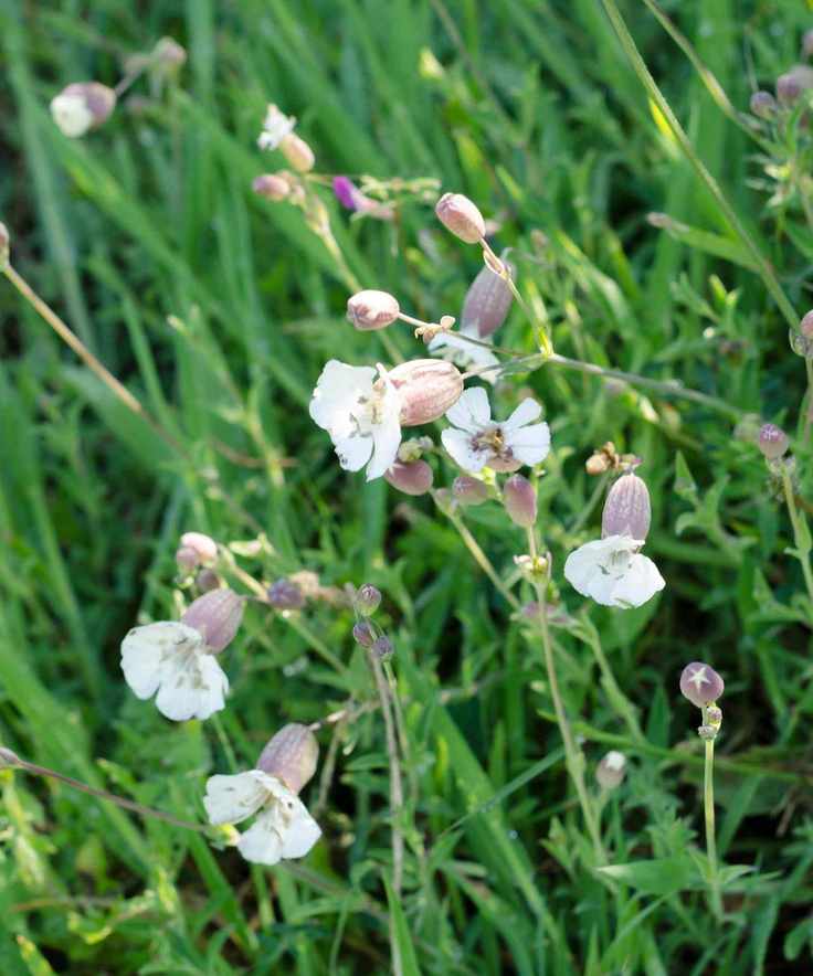 coastal plant sea campion