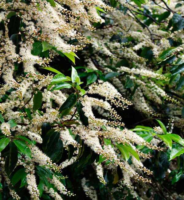 Prunus lusitanica - Portuguese Laurel