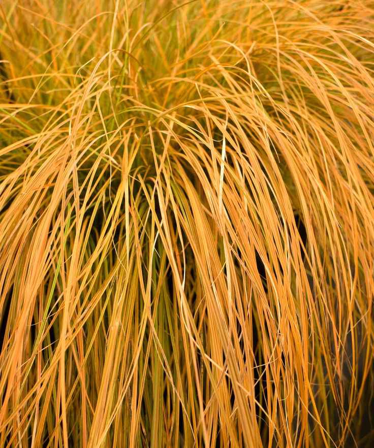 Carex testacea